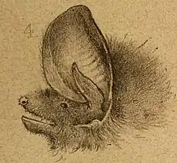 Kopf