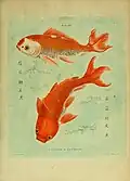Goldfische aus der Histoire naturelle des dorades de la Chine (1780)