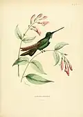 Eudosia traviesi illustriert von Louis Victor Bevalet