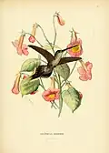 Braunbauch-Schattenkolibri (Phaethornis bourcieri) gemalt von Paul Eugène Mesples (1849–1924)
