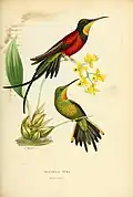 Flammenkolibri (Topaza pyra) eine von vielen Kolibritafeln für Mulsant und Verreaux
