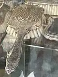 Historische Haarbürste. Faktur einer punzierten Metalloberfläche