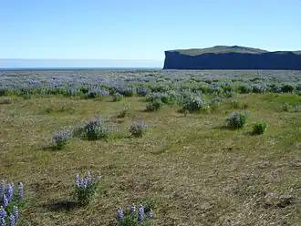 Hjörleifshöfði vom Mýrdalssandur gesehen