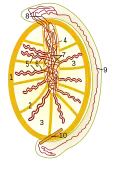 Schema des inneren Aufbaus des Hodens und des Nebenhodens: 1 Tunica albuginea 2 Septen 3 Hodenläppchen 4 Mediastinum testis 5 gewundene Samenkanälchen 6 gerade Samenkanälchen 7 Rete testis 8 Ductuli efferentes testis 9 Nebenhodengang 10 Anfang des Samenleiters
