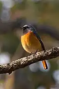 Tibetrotschwanz (Phoenicurus hodgsoni)