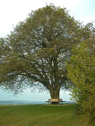 Hohbäumle