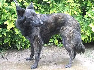 Hollandse Herdershond Langhaar