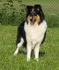 Tricolor