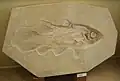 Knochenfisch Quastenflosser Holophagus