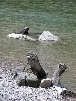 Totholz und Steine