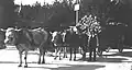 Güterverkehr mit einem Holzwagen mit zwei Kühen und einem Pferd, Schwarzwald 1924