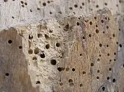 Von Holzwürmern durchlöchertes Buchenholz