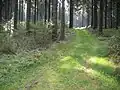 Gipfelregion der Homert