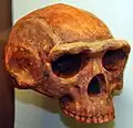 Überaugenwulst bei Homo erectus