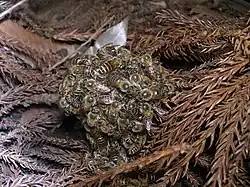 Bienen der A. cerana bilden eine Kugel um angreifende Hornissen und töten sie durch kurzzeitiges Aufheizen auf über 45&nbsp;°C