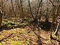 Burg Hopfach, Blick den Hang hinunter, Steinreste deutlich sichtbar