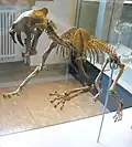 Hoplophoneus primaevus