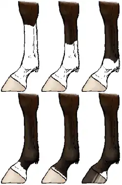 Beinabzeichen