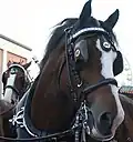 Buxton-Kandare