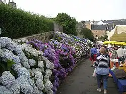 Hortensien am Markt von Perros