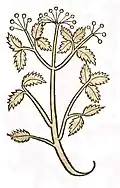 Hortus sanitatis 1491