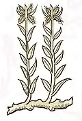 Hortus sanitatis 1491
