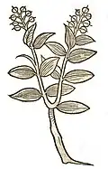 Hortus sanitatis 1491