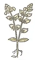 Hortus sanitatis 1491