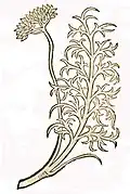 Hortus sanitatis 1491