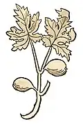 Hortus sanitatis 1491