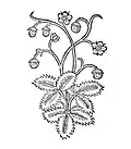 Hortus sanitatis 1491. Fragaria