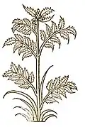Hortus sanitatis 1491