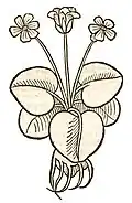 Hortus sanitatis 1491