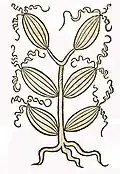 Hortus sanitatis 1491