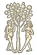 Buch I, Kapitel 529 ... Zua – Fructus Paradisi