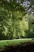 Buchenbestand an Waldwiesen