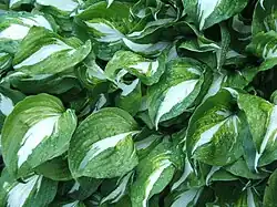 Weißbunte Blätter des Cultivars der Schneefeder-Funkie (Hosta undulata 'Variegata')