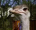 01 Avestruz (Vogel Strauß) 01-02-03-04