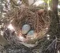 Nest mit Eiern