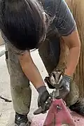 Bearbeitung des Hufs der linken Hinterhand