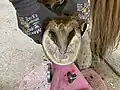 Der fertig bearbeitete Huf