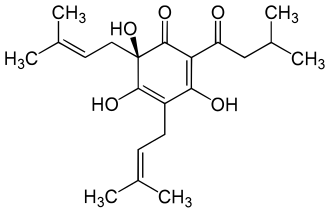 Humulon – ein Bitterstoff aus dem Hopfen.