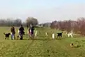 Hundemeile