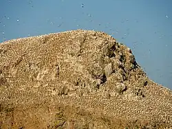 Kolonie mit Hunderten von brütenden Basstölpeln
