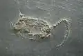 Hunsrück-Schiefer Fossil Homalozoa