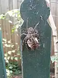 Weibliche Riesenkrabbenspinne mit schlüpfenden Jungtieren