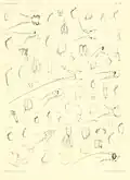 Hyalellopsis taczanowskii Figur 3