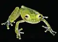 Holotypus, Männchen, Vorderansicht