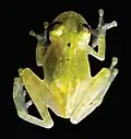 Holotypus, Männchen, Rückenansicht