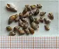 Gemeine Wattschnecke (Hydrobia ulvae)